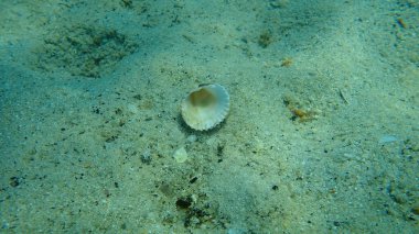 Seashell of bivalve mollusc rough cockle or tuberculate cockle, Moroccan cockle (Acanthocardia tuberculata) undersea, Aegean Sea, Greece, Halkidiki