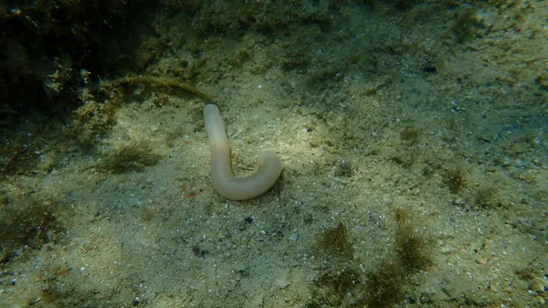 Sipunculid worms or peanut worms Sipunculus (Sipunculus) nudus undersea, Aegean Sea, Greece, Halkidiki