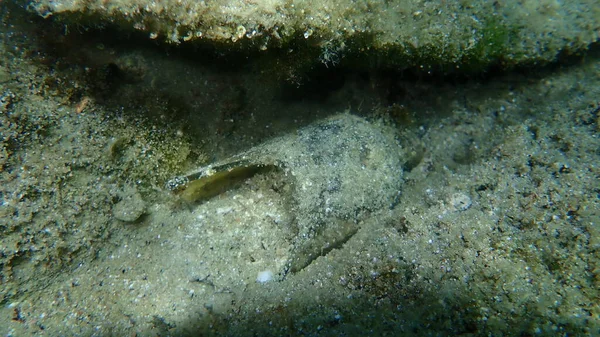 Broken Glass Bottle Undersea Aegean Sea Greece Halkidiki Sea Pollution — Foto de Stock