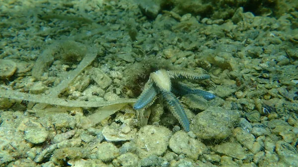 Siput Laut Berbalut Pewarna Murex Hexaplex Trunculus Makan Bintang Laut — Stok Foto