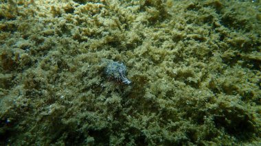 Striped hermit crab or rocky-shore hermit crab (Pagurus anachoretus) in a seashell Cerithium renovatum undersea, Aegean Sea, Greece, Halkidiki