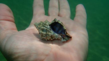 Seashell of sea snail banded dye-murex (Hexaplex trunculus) on the hand of a diver, Aegean Sea, Greece, Halkidiki