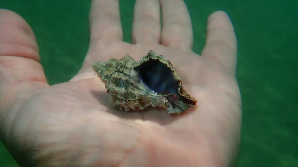 Seashell of sea snail banded dye-murex (Hexaplex trunculus) on the hand of a diver, Aegean Sea, Greece, Halkidiki