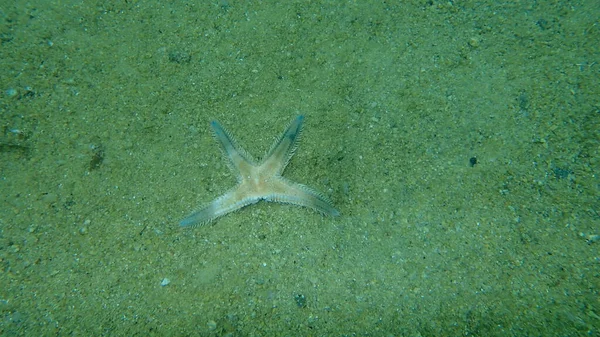 Dead Starfish Astropecten Undersea Aegean Sea Greece Halkidiki — Stock Photo, Image