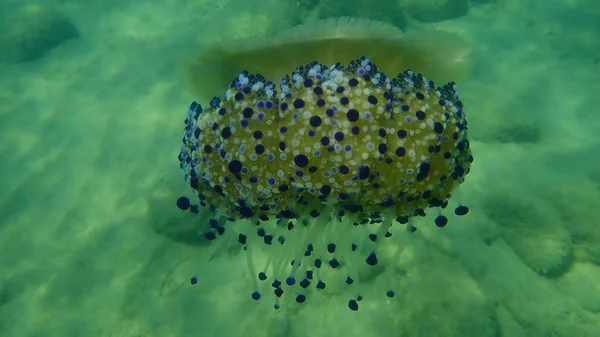 Medelhavsmaneter Eller Stekt Äggmanet Medelhavets Gelé Cotylorhiza Tuberculata Vatten Egeiska — Stockfoto