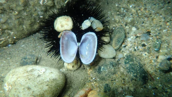 希腊爱琴海 哈尔基迪基 海底双壳软体动物海带 大型或扁平的防晒霜 — 图库照片