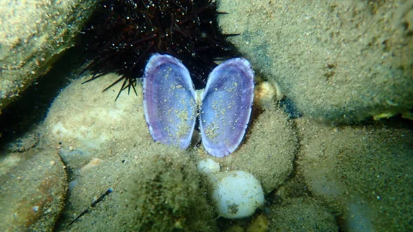 Seashell Bivalve Mollusc Large Sunsetclam Flat Sunsetclam Gari Depressa Undersea — Stock Photo, Image