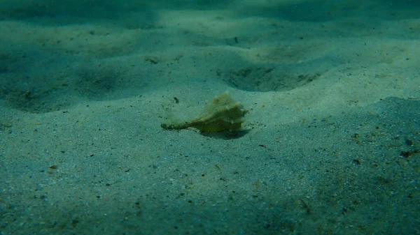 Sea Snail Purple Dye Murex Dye Murex Bolinus Brandaris Sea — Fotografia de Stock