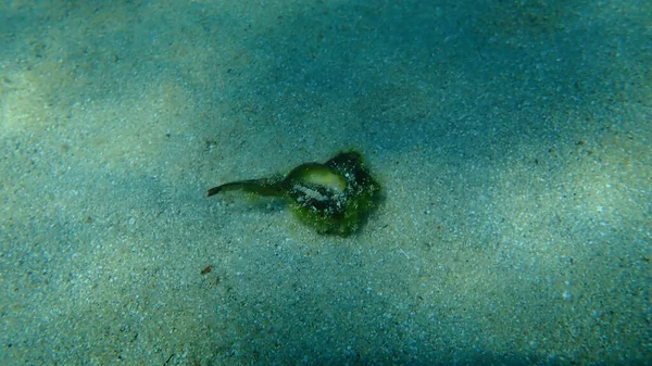 Sea Snail Purple Dye Murex Dye Murex Bolinus Brandaris Sea — Stock Photo, Image