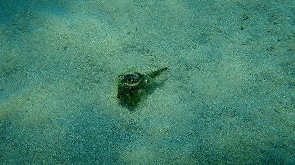 Sea Snail Purple Dye Murex Dye Murex Bolinus Brandaris Sea — Stok fotoğraf