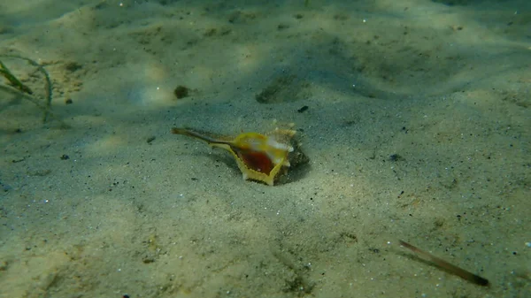 Sea Snail Purple Dye Murex Dye Murex Bolinus Brandaris Sea — стокове фото