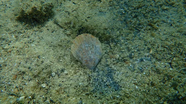 Tinted Scallop Dwarf Fan Shell Talochlamys Multistriata Sea Bottom Aegean — Zdjęcie stockowe