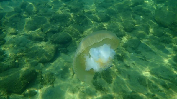 Died Mediterranean Jellyfish Fried Egg Jellyfish Mediterranean Jelly Cotylorhiza Tuberculata — Stock Photo, Image
