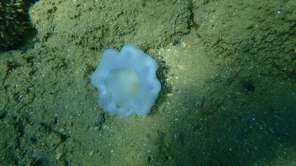 Died Mediterranean Jellyfish Fried Egg Jellyfish Mediterranean Jelly Cotylorhiza Tuberculata — Stock Fotó