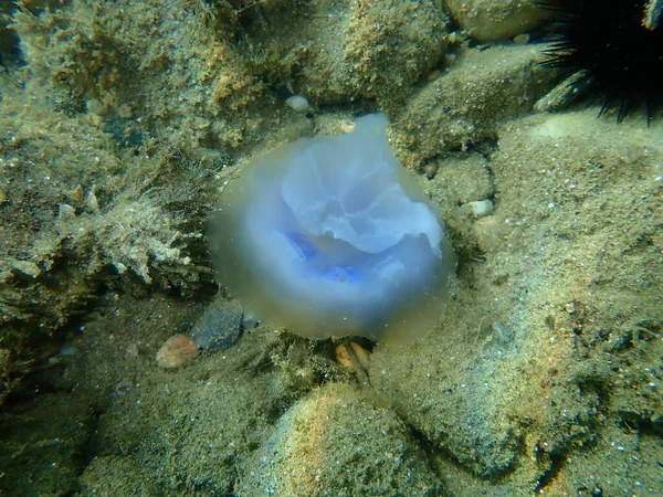 Died Mediterranean Jellyfish Fried Egg Jellyfish Mediterranean Jelly Cotylorhiza Tuberculata — Foto Stock