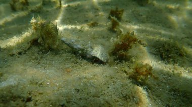 Mediterranean rocky shore hermit crab or Mediterranean intertidal hermit crab in a seashell common cerith (Cerithium vulgatum) undersea, Aegean Sea, Greece