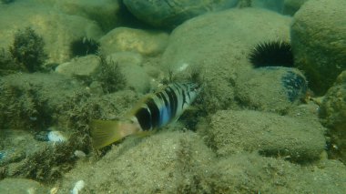 Boyanmış komando (Serranus scriba) denizaltı, Ege Denizi, Yunanistan, Halkidiki