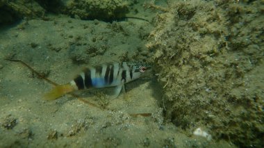 Boyanmış komando (Serranus scriba) denizaltı, Ege Denizi, Yunanistan, Halkidiki