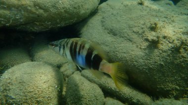 Boyanmış komando (Serranus scriba) denizaltı, Ege Denizi, Yunanistan, Halkidiki