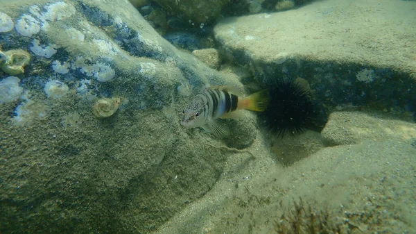 Combre Peint Serranus Scriba Sous Marin Mer Égée Grèce Chalcidique — Photo