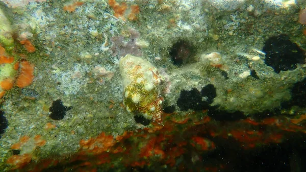 굴착기나붉은 달팽이 Stramonita Haemastoma 그리스 — 스톡 사진