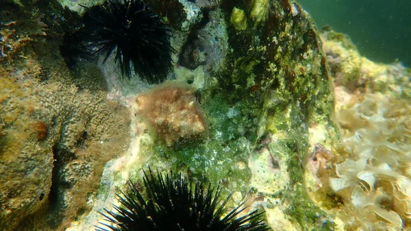 Trapano Ostrica Meridionale Lumaca Roccia Dalla Bocca Rossa Emastoma Stramonita — Foto Stock