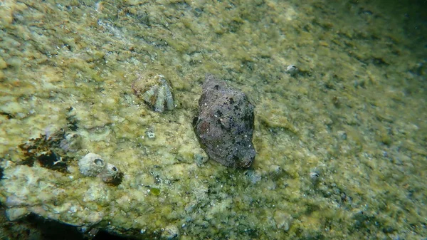 Southern Oyster Drill Redmouthed Rocksnail Stramonita Haemastoma Undersea Aegean Sea — Stock Photo, Image