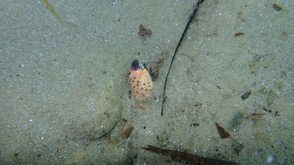 Claw Warty Crab Yellow Crab Eriphia Verrucosa Sea Bottom Aegean — Stockfoto