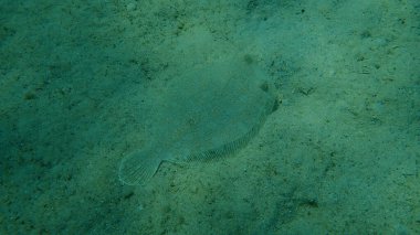 Geniş gözlü dil balığı (Bothus podas) denizaltı, Ege Denizi, Yunanistan, Halkidiki