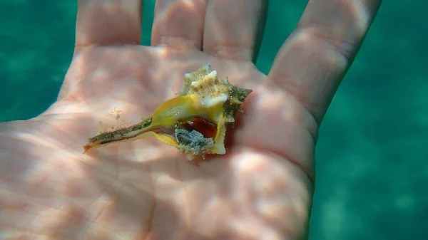 Sea snail purple dye murex (Bolinus brandaris) eating bivalve mollusc rayed artemis (Dosinia exoleta) or striped venus (Chamelea gallina) on the hand of a diver, Aegean Sea, Greece