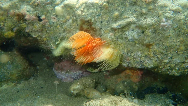 Polychaeta Smooth Tubeworm Vagy Vörös Foltos Patkó Protula Tubularia Tenger — Stock Fotó