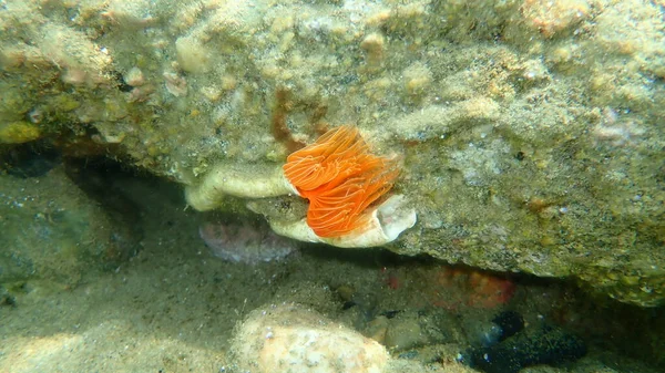 Polychaeta滑らかなチューブワームまたは赤い斑点のある馬蹄形 Protula Tubularia エーゲ海 ギリシャ Halkidiki — ストック写真