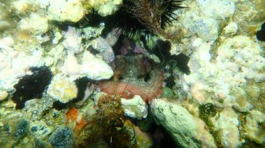 Ortak ahtapot (Octopus vulgaris) denizaltı, Ege Denizi, Yunanistan, Halkidiki
