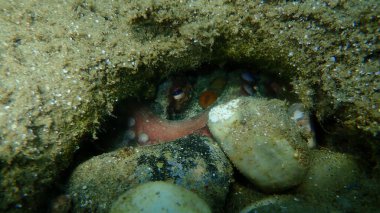 Ortak ahtapot (Octopus vulgaris) denizaltı, Ege Denizi, Yunanistan, Halkidiki