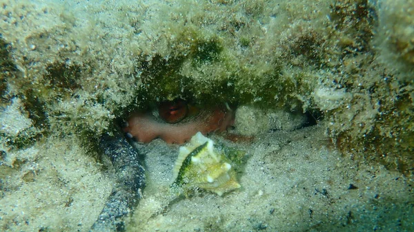 Ortak Ahtapot Octopus Vulgaris Denizaltı Ege Denizi Yunanistan Halkidiki — Stok fotoğraf