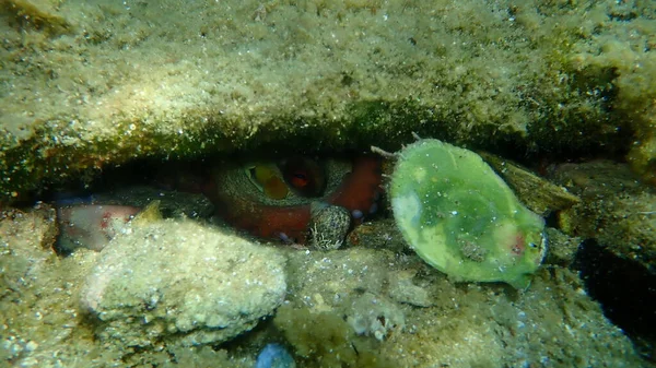 Поширений Восьминіг Octopus Vulgaris Під Водою Егейське Море Греція Халкідікі — стокове фото