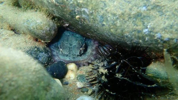 Polvo Comum Octopus Vulgaris Submarino Mar Egeu Grécia Halkidiki — Fotografia de Stock