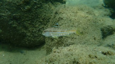 Çizgili kırmızı kefal (Mullus surmuletus) sualtı, Ege Denizi, Yunanistan, Halkidiki