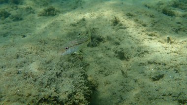 Çizgili kırmızı kefal (Mullus surmuletus) sualtı, Ege Denizi, Yunanistan, Halkidiki