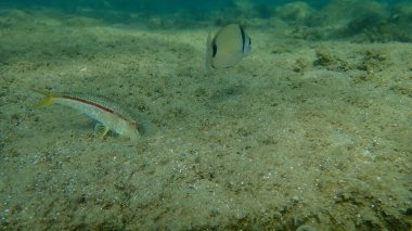 Çizgili kırmızı kefal (Mullus surmuletus) sualtı, Ege Denizi, Yunanistan, Halkidiki