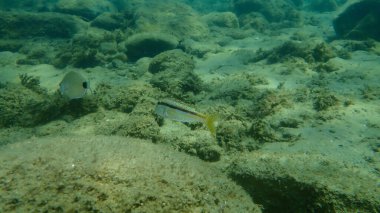 Çizgili kırmızı kefal (Mullus surmuletus) sualtı, Ege Denizi, Yunanistan, Halkidiki