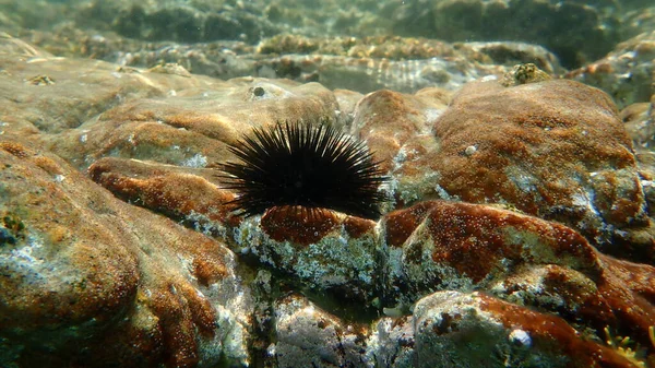 Black Sea Urchin Arbacia Lixula Brown Encrusting Algae Stragularia Clavata — Foto Stock