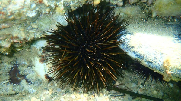 Karadeniz Kestanesi Arbacia Lixula Deniz Altı Ege Denizi Yunanistan Halkidiki — Stok fotoğraf