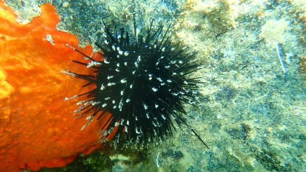 Black Sea Urchin Arbacia Lixula Undersea Aegean Sea Greece Halkidiki — Stock Photo, Image