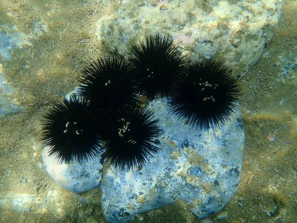 Karadeniz kestanesi (Arbacia lixula) deniz altı, Ege Denizi, Yunanistan, Halkidiki