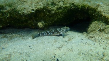 Karadeniz (Gobius niger), Ege Denizi, Yunanistan, Halkidiki