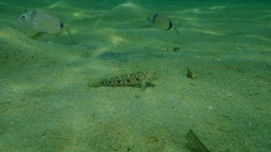 Karadeniz (Gobius niger), Ege Denizi, Yunanistan, Halkidiki