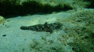 Karadeniz (Gobius niger), Ege Denizi, Yunanistan, Halkidiki