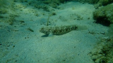Karadeniz (Gobius niger), Ege Denizi, Yunanistan, Halkidiki