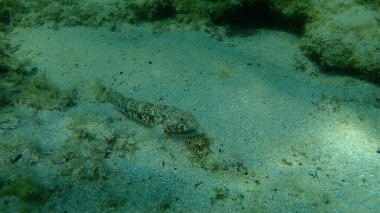 Karadeniz (Gobius niger), Ege Denizi, Yunanistan, Halkidiki